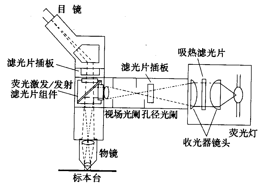 熒光顯微鏡原理圖，激發(fā)濾板和壓制濾色系統(tǒng)