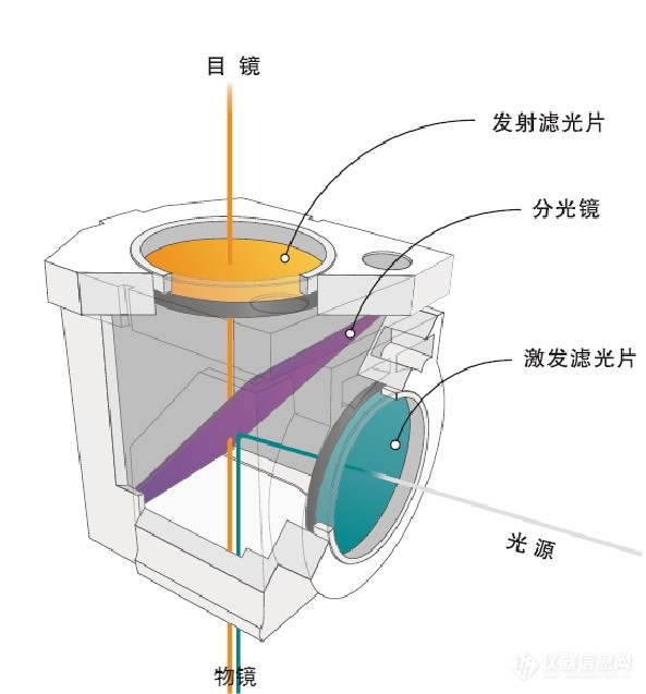 熒光成像結構